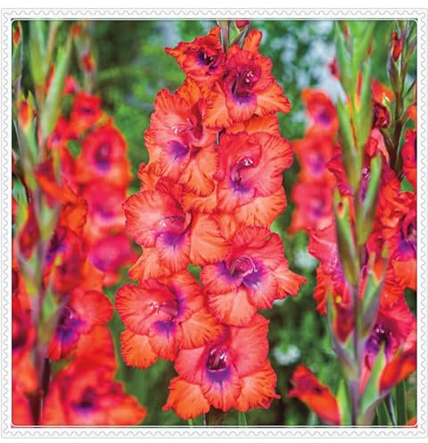 Gladiolenzwiebeln,Viele Blumen,Gladiolen Winterhart Mehrjährig,Winterharte MehrjäHrige Pflanzen,Gladiolen,Zwiebelpflanzen,Pflanzen FüR Alle Jahreszeiten-8zwiebeln-S