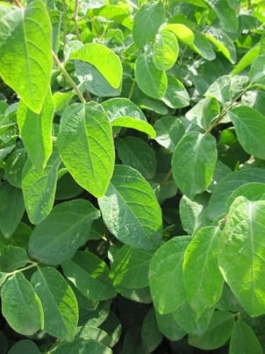 Lonicera xylosteum - Rote Heckenkirsche - Gewöhnliche Heckenkirsche - Gemeine Heckenkirsche Größe 100-120 cm
