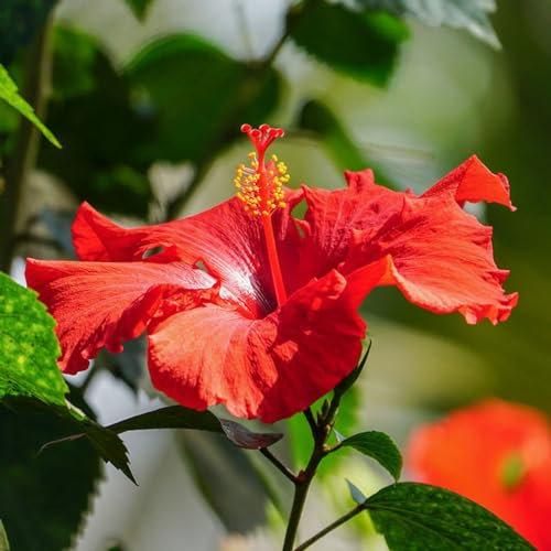 250 pcs hibiskus samen zimmerpflanze - balkon blumen pflanztöpfe,Hibiscus syriacus, ausgefallene geschenke dachbegrünung deko wohnzimmer modern bienenwiese saatgut bienenwiese saatgut