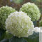Schneeballhortensie 'Strong Annabelle'®, weiß, 3er-Set, Höhe 40-60 cm, Topf 5 l