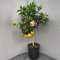 SAVINI VIVAI Pomelo-Pflanze, Zitrusbaum, rote Pomelo im 35 cm Topf, Höhe 150–180 cm, 6–7 Jahre Veredelung, hergestellt in Italien