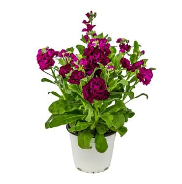 Planta Natural de Alhelí en Maceta – Flores Resistentes y Perfume Delicado para Exteriores