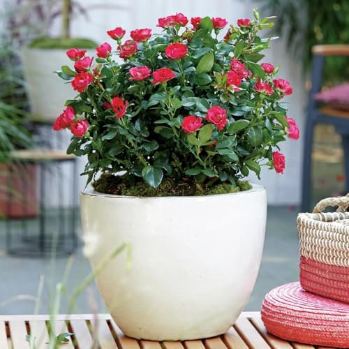 Rosa Meilland Zepeti in vaso ø19cm rosa a cespuglio fiori rossi profumati varietà resistente e rifiorente Vivaio di Castelletto