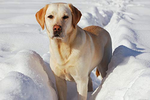 1art1 Hunde XXL Poster Labrador Im Schnee Plakat | Bild 120x80 cm
