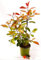 POWERS TO FLOWERS - PHOTINIA RED ROBIN VASO 17 CM, ALTEZZA 60/70CM, pianta vera