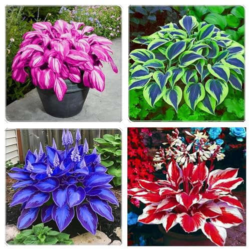 Hosta pianta/bulbo di hosta-Plantas perennes resistentes,Muy adecuado para plantar en el jardín.