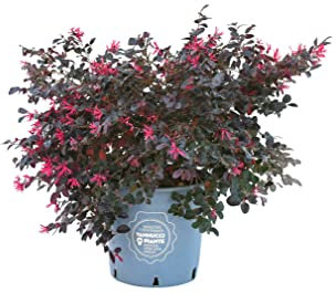 Vannucci Piante - Loropetalum chinense 'Black Pearl'®, pianta vera in vaso, da esterno