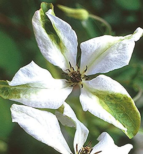 Robuste Waldrebe Alba Luxurians 60-80cm - Clematis viticella - Gartenpflanze