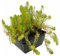 vdvelde.com - brasilianisches tausendblatt - 4 Stück - 1 Teichkorb - Myriophyllum Brasiliensis - - Sauerstoffpflanze- Ausgewachsene Höhe: 10 cm- Platzierung: -1 bis -20 cm
