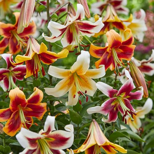 Bulbes de Lilium ORIENTAL-TRUMPET (GÉANTS) | Bulbes des meilleurs producteurs néerlandais | Sélection et contrôle qualité | Floraison garantie. (5 bulbes de Lilium OT Mix)