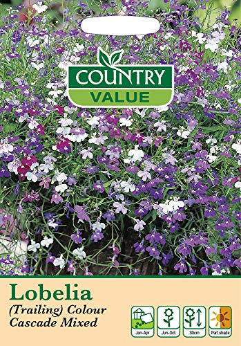 Lobelia Seeds Trailing Colour Cascade Mixed by Country Value Flowers