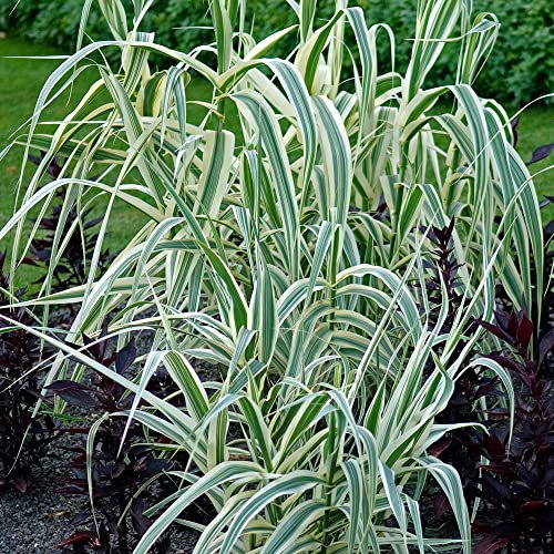 Arundo Ely | Garden Ready Plant | Variegated Compact Giant Reed | Outdoor Perennial Ornamental Grass in Pot (20-30cm Incl. Pot)