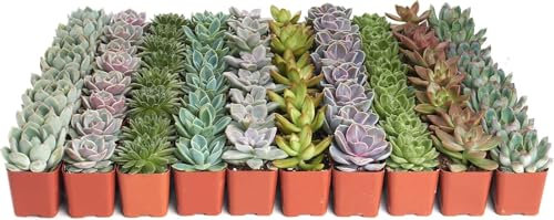 10 Suculentas Resistentes – Set Mixto de Plantas Naturales y Coloridas