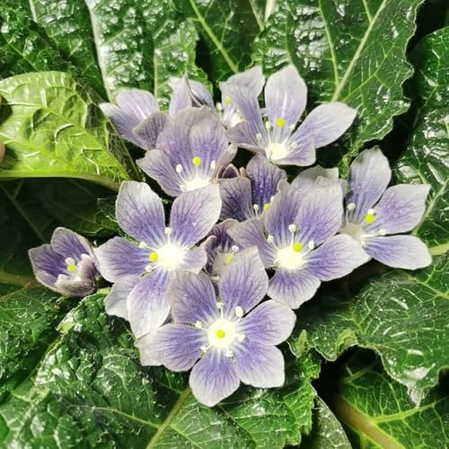 alraune mehrjährig alraunesamen wildblumen balkonblume kräuterpflanzen, indoor kräutergarten bio 40pcs