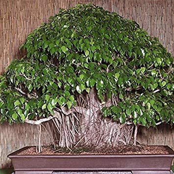 Potseed 150pcsSeeds figuier pleureur - Ficus benjamina HomePlant Green Tree