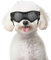 PETLESO Hundebrille für mittelgroße Rassen, UV-Schutz, winddicht, Augenschutz, Haustier-Sonnenbrille mit verstellbaren Riemen, zum Autofahren/Outdoor-Aktivitäten, Schwarz