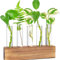 AIWMQYYF Reagenzglas Vase, Hydrokultur Pflanzen, Modern Vasen Klein Tischdeko, Glasreagenzgläser mit Ständer für Gartendekoration, Gartenpflanzung