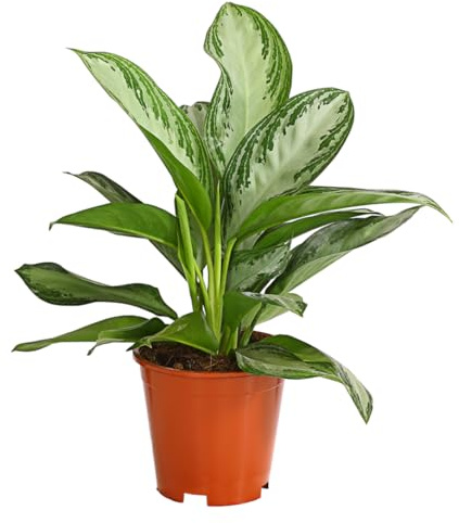 Dehner Kolbenfaden Silver Bay, silbrig-grünes Blatt, 50-60 cm, Ø Topf 17 cm | Aglaonema commutatum, dekorative Zimmerpflanze, für helle und luftfeuchte Standorte, keine direkte Sonne