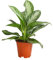 Dehner Kolbenfaden Silver Bay, Aglaonema commutatum, silbrig-grünes Blattwerk, 50-60 cm inkl. Pflanztopf, Ø Topf 17 cm, Zimmerpflanze