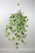Hedera Helix Gold Child - pianta ricadente XXL - 60-70cm - Ø24cm - Pianta d'appartamento - Sempreverde