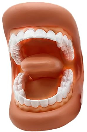 Genérico: Modelo de Dientes Falsos Portátiles Educativos, para Aprendizaje Práctico, Ideal para Niños y Aula