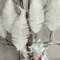 6 Stück Weihnachten Glitzer Federn Künstliche Feder Weihnachtsbaum Dekoration Glitzer Ornamente Gefälschte Feder Glitzer Clip On Kugeln Weihnachtsbaum Ornament für Xmas Home Decor Neujahr (Weiß)