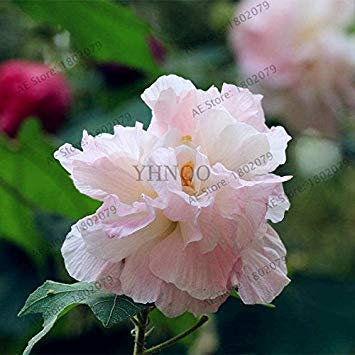 Potseed 5: 50pcs / Beutel Mischfarbe Hibiscus mutabilis Blumensamen Speiseteller Hibiscus Stauden Blume für Hausgarten pflanzt 5
