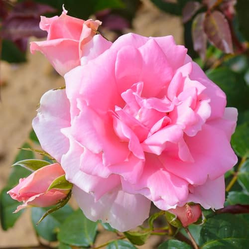 Bush Rose You're Beautiful - Compact Rose Bush with Sugar-Pink Double Garden Roses - Classic Garden Plants Boasting Beautiful Outdoor Roses - Hardy Plants Outdoor Garden Ready (3 Litre Pot, 20-40cm)
