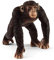 SCHLEICH 14817 - Schimpanse Männchen