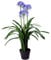 Leaf Design UK Realistic Artificial Plant Tree, Silk, Agapanthus Flower Blue, 90cm