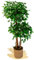 Maia Shop | Ficus | Kunstpflanzen | Künstlicher Baum | 2 Baumkronen | Maße: 150 x 60 cm | Künstliche Pflanzen | Fake Plant | Plastik Pflanze | Deko | Deko Wohnzimmer