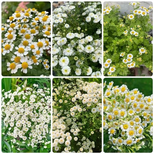 120 pezzi semi di camomilla perenni resistenti - piante resistenti all'inverno per balcone semi di camomilla, Matricaria recutita, decorazione floreale fiori di campo estate autunno vaso bon