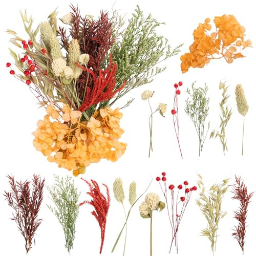 LAUMOE Trockenblume, Mini Trockenblumen Klein Getrocknete Blumen Trockenblumen Zum Basteln Set Trockenblume Bunt für DIY Hochzeitsdeko Wohnkultur