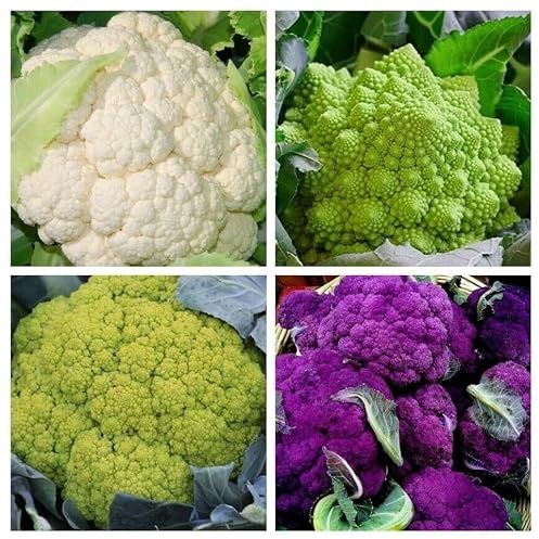 Surtido de semillas de coliflor en bolsita, más de 220 semillas de coliflor romanesco morada V 108
