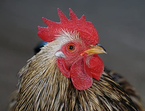 hansepuzzle 34887 - Huhn Puzzle 1000 Teile - Tierwelt-Puzzle mit hochwertiger Aufbewahrung: Kartonbox und wiederverschließbarem Beutel - Format 60 × 46 cm