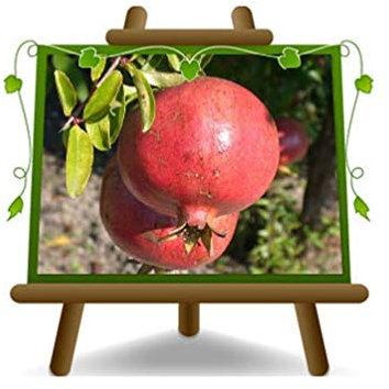 Granatapfel 116/17 - Obstpflanze auf Blumentopf 20 - Baum max 170 cm – 2 Jahre Anbau Italien