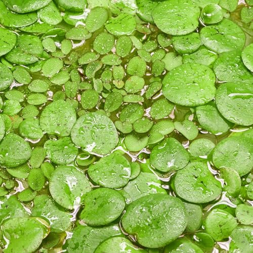 Teichpflanzen Set: Schwimmpflanzen für deinen Gartenteich | Limnobium laevigatum & Salvinia auriculata (XL - 4x in Vitro XL 8,5cm - Teiche bis 3000 Liter) Grün