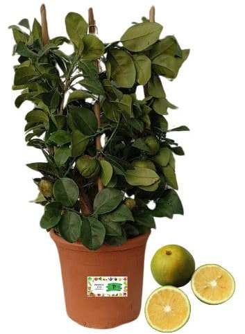 P. Pianta di Limone Dolce in Vaso, Agrume da Coltivare,