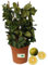 P. Pianta di Limone Dolce in Vaso, Agrume da Coltivare,