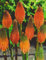 Kniphofia Alcazar Fackellilie1 Wurzelstock Winterhart Staude