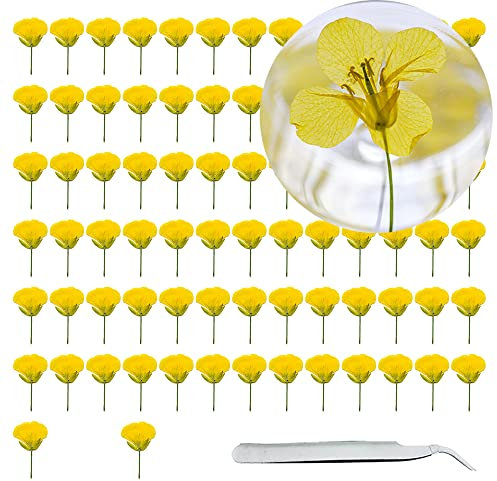 Cayway 80 Stück Echt Getrocknete Gepresste Blumen Gelber Raps Gepresste Trockenblumen Natürliche mit Pinzette für Kunst DIY Harz Scrapbooking Handwerk Karten Machen