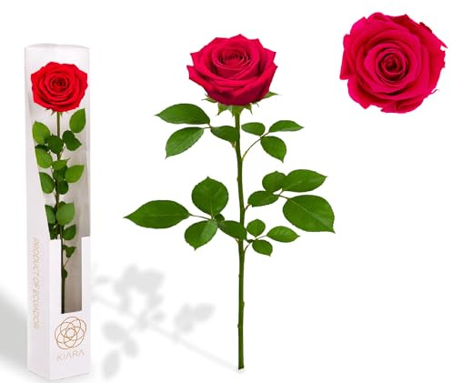 Gdecora Rosa Preservada Fucsia de Ecuador, Rosa Natural Preservada con Tallo 35cm Regalo para Mujer, Ideas para Sant Jordy, Día de la Madre y Cumpleaños, Ramos y Detalles Románticos (Fucsia)