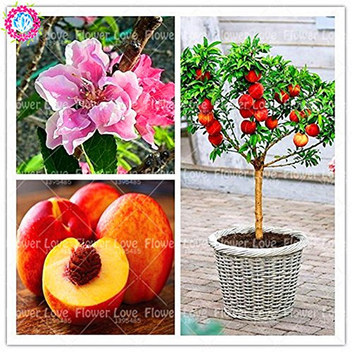 2ST Echt süßen Pfirsich Samen Bonsai-Obstbaum-Samen Zwerg Bonanza Pfirsiche Gesunde Bio-Fruchtsamen für Hausgarten-Anlagen
