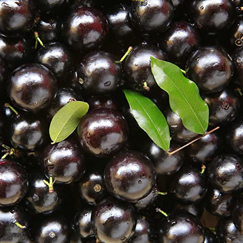 semi di piante jabuticaba,semi di frutta brasiliana,decorazione del davanzale finestra decorazione parete interna piante alberi acquistare decorazione vegetale pi 30 Pezzi