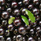 semi di piante jabuticaba,semi di frutta brasiliana,decorazione del davanzale finestra decorazione parete interna piante alberi acquistare decorazione vegetale pi 30 Pezzi