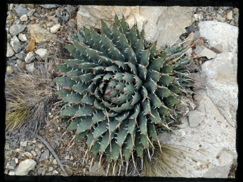 Agave utahensis v nevadensis 25 x Frische Seed