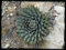 Agave utahensis v nevadensis 25 x Frische Seed
