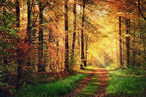 A.S. Création Fototapete Wald Gelb | Natur Orange Autumn Forest 4.00 m x 2.67 m Gelb Orange Grün, Braun