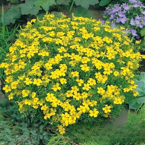 Signet Marigold 'Lemon Gem' - 450 Seeds (Tagetes tenuifolia) + Plant tag + Freebie