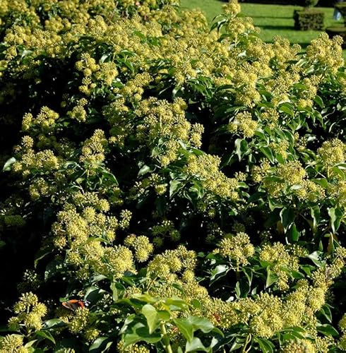 Strauch - Efeu poetarum 20-30cm - Hedera helix - lebende Gartenpflanze aus den Baumschulen